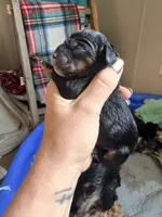 Female 4, a female Cockapoo for sale in Hallettsville, TX – 4 of 4