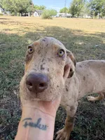 Coco, a male Great Dane for sale in Hallettsville, TX – 3 of 10