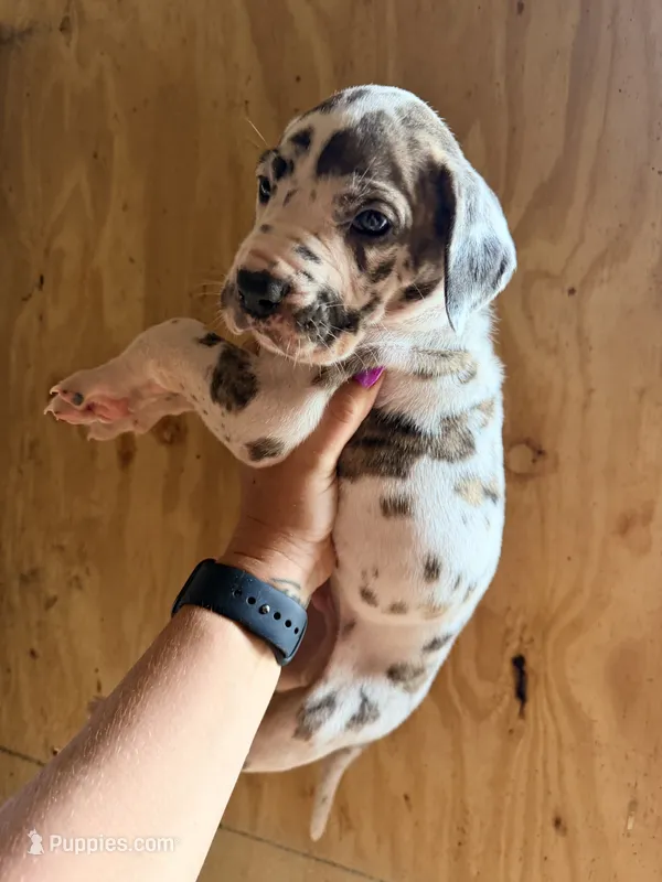 Memphis – Great Dane puppy for sale in Hallettsville, TX