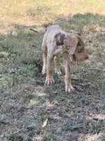Coco, a male Great Dane for sale in Hallettsville, TX – 10 of 10