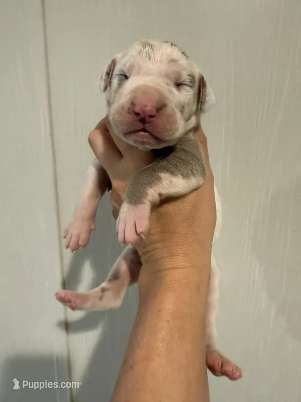 Violet  – Great Dane puppy for sale in Hallettsville, TX