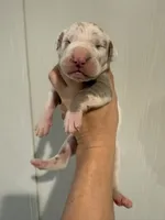 Violet , a female Great Dane for sale in Hallettsville, TX – 1 of 4
