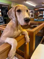 Boots, a female Great Dane for sale in Hallettsville, TX – 2 of 8
