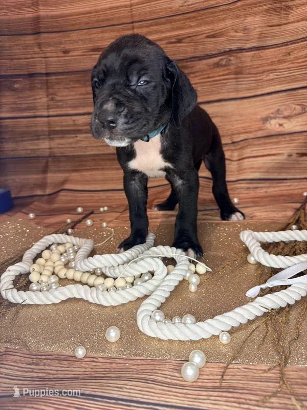 Mist – Great Dane puppy for sale in Hallettsville, TX