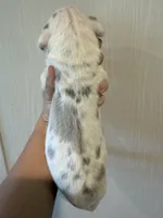 Portia, a female Great Dane for sale in Hallettsville, TX – 3 of 3