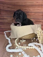 Rain, a female Great Dane for sale in Hallettsville, TX – 3 of 8