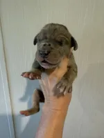 Austin, a male Great Dane for sale in Hallettsville, TX – 5 of 6
