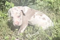 Violet , a female Great Dane for sale in Hallettsville, TX – 3 of 7