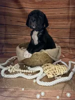Zephyr, a female Great Dane for sale in Hallettsville, TX – 2 of 5