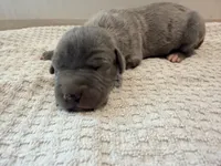 Nova, a female Great Dane for sale in Hallettsville, TX – 4 of 7
