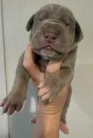 Black Collar, a female Great Dane for sale in Hallettsville, TX – Photo 1 of 7