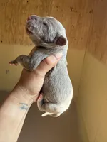 Black Collar, a female Great Dane for sale in Hallettsville, TX – Photo 6 of 7