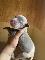 Black Collar, a female Great Dane for sale in Hallettsville, TX – Photo 4 of 7