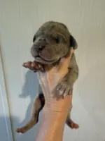 Austin, a male Great Dane for sale in Hallettsville, TX – 2 of 6