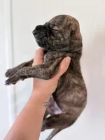 Brindle Male, a male Great Dane for sale in Hallettsville, TX – 2 of 5