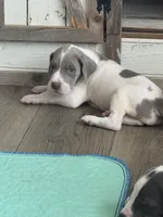 Lola, a female Great Dane for sale in Hallettsville, TX – 4 of 7