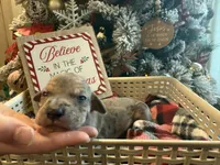 Eloise, a female Great Dane for sale in Hallettsville, TX – Photo 1 of 10