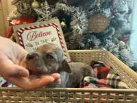 Eloise, a female Great Dane for sale in Hallettsville, TX – Photo 3 of 10