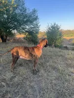 Eloise, a female Great Dane for sale in Hallettsville, TX – Photo 10 of 10