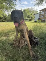 Eloise, a female Great Dane for sale in Hallettsville, TX – Photo 8 of 10