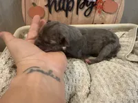 Eloise, a female Great Dane for sale in Hallettsville, TX – Photo 5 of 10