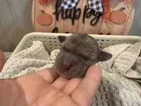 Eloise, a female Great Dane for sale in Hallettsville, TX – Photo 4 of 10