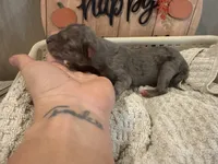 Eloise, a female Great Dane for sale in Hallettsville, TX – Photo 6 of 10