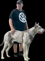 Eloise, a female Great Dane for sale in Hallettsville, TX – Photo 9 of 10