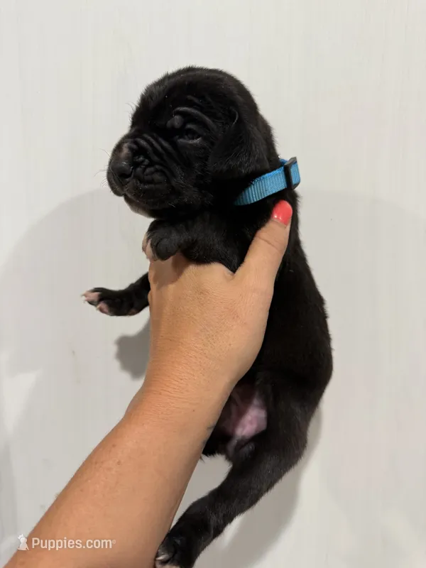 Mist – Great Dane puppy for sale in Hallettsville, TX