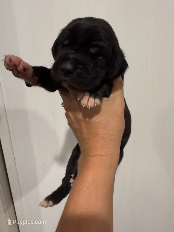 Rain – Great Dane puppy for sale in Hallettsville, TX