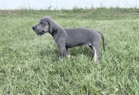 Blue Brindlepoint , a female Great Dane for sale in Hallettsville, TX – 2 of 7