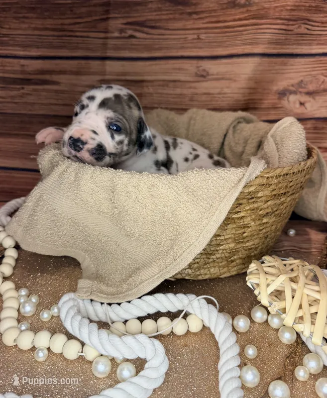 Memphis – Great Dane puppy for sale in Hallettsville, TX