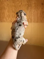 Silver Collar, a male Great Dane for sale in Hallettsville, TX – Photo 5 of 6