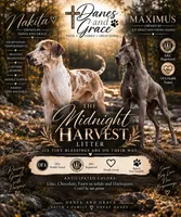 Nova, a female Great Dane for sale in Hallettsville, TX – 7 of 7