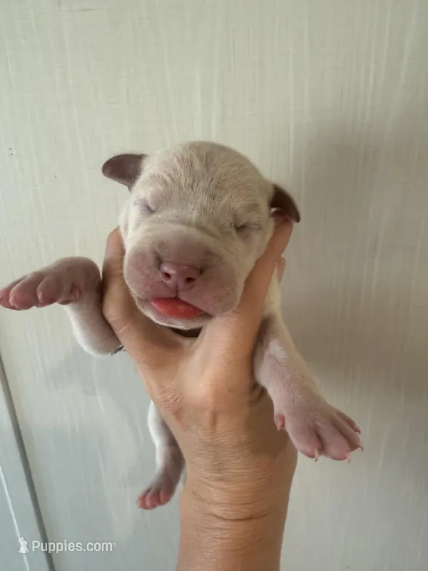 Antony – Great Dane puppy for sale in Hallettsville, TX