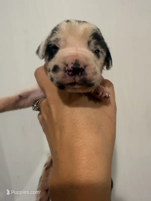 Flash – Great Dane puppy for sale in Hallettsville, TX