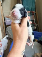 Male 2, a male Cockapoo for sale in Hallettsville, TX – 4 of 4