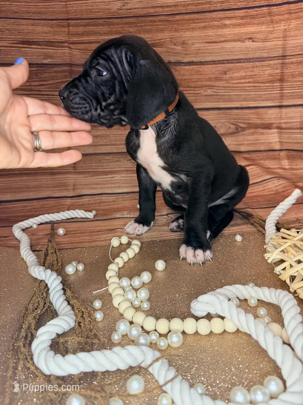 Rain – Great Dane puppy for sale in Hallettsville, TX