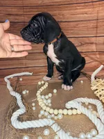 Rain, a female Great Dane for sale in Hallettsville, TX – 1 of 8