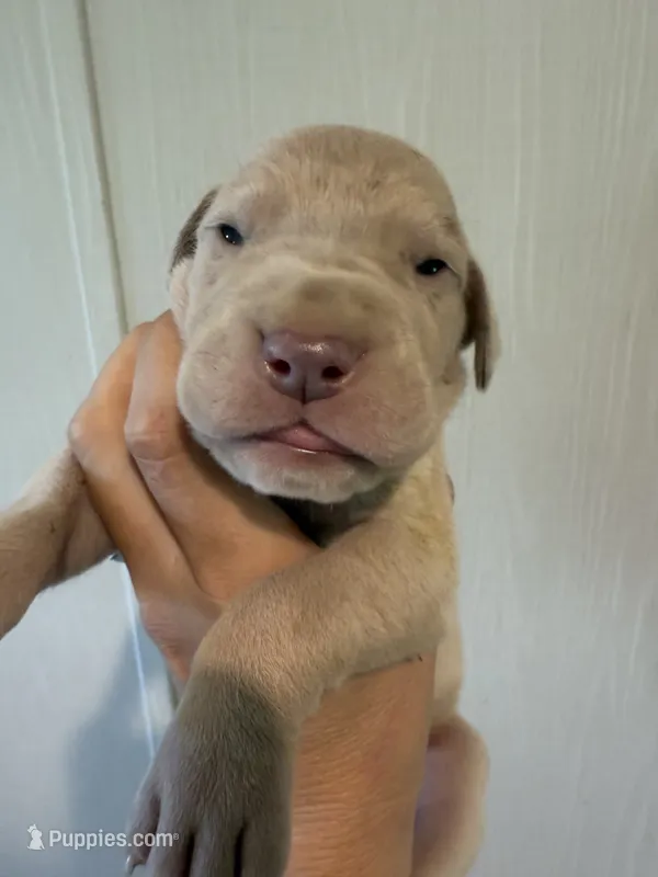 Antony – Great Dane puppy for sale in Hallettsville, TX
