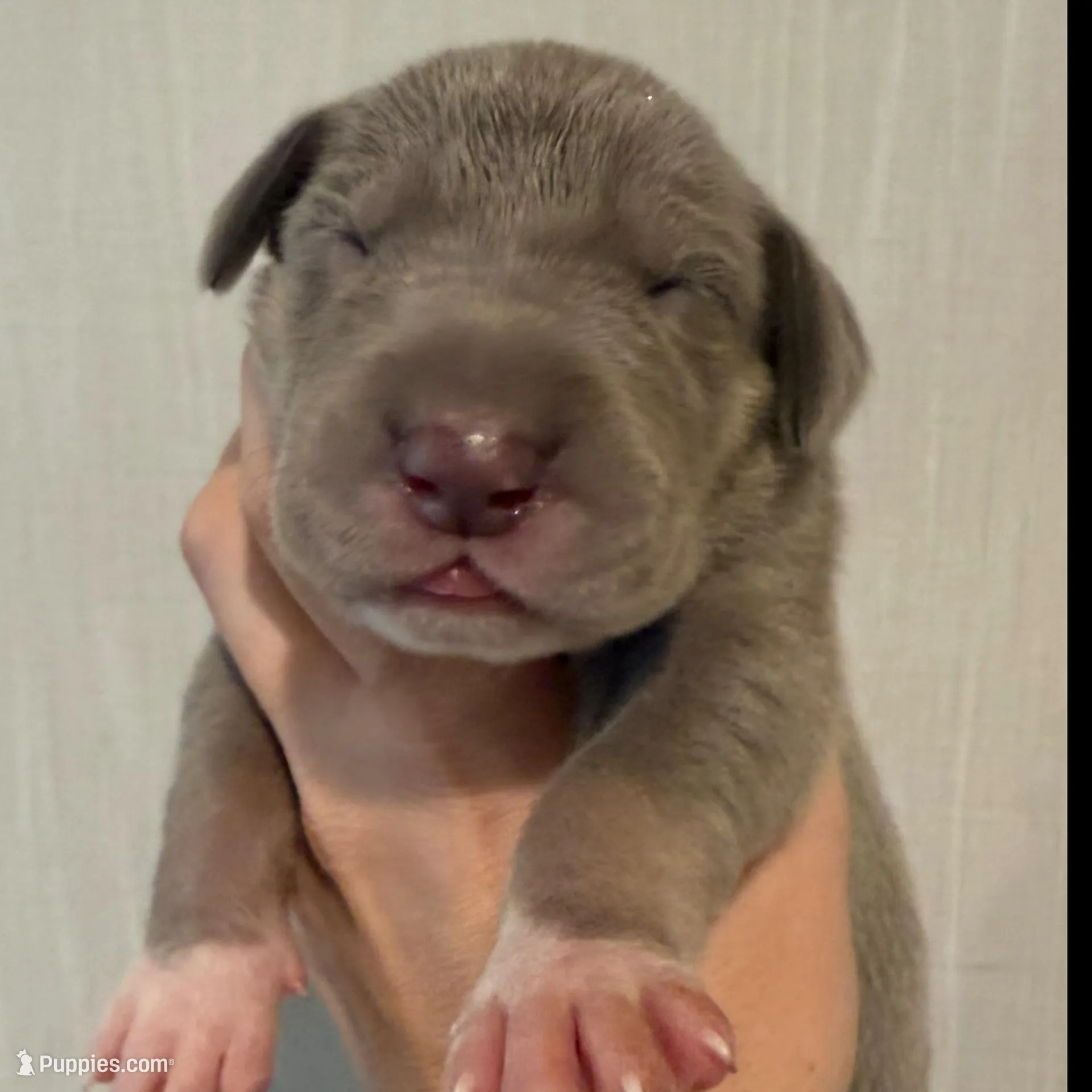 Pink Collar, a female Great Dane for sale in Hallettsville, TX – Photo 1 of 5