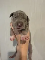 Pink Collar, a female Great Dane for sale in Hallettsville, TX – Photo 5 of 5