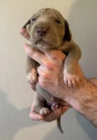 Pink Collar, a female Great Dane for sale in Hallettsville, TX – Photo 3 of 5