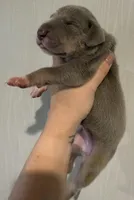 Pink Collar, a female Great Dane for sale in Hallettsville, TX – Photo 2 of 5