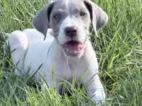 Lola, a female Great Dane for sale in Hallettsville, TX – 2 of 7