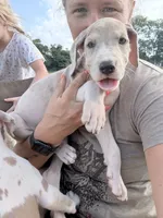 Penelope , a female Great Dane for sale in Hallettsville, TX – 4 of 9