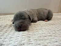 Nova, a female Great Dane for sale in Hallettsville, TX – 3 of 7
