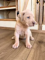 Maple, a female Great Dane for sale in Hallettsville, TX – 5 of 9