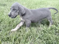 Blue Brindlepoint , a female Great Dane for sale in Hallettsville, TX – 3 of 7