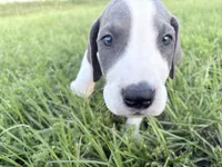 Brindlepoint Piebald, a female Great Dane for sale in Hallettsville, TX – 3 of 5